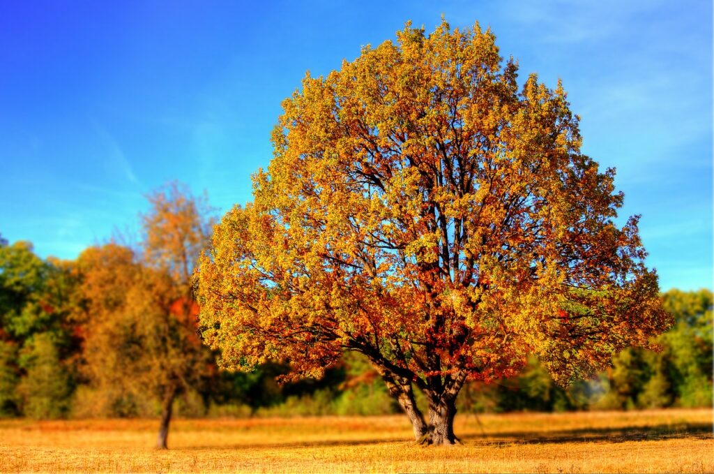 Golden tree, shedding its leaves. Looks to be autumn.