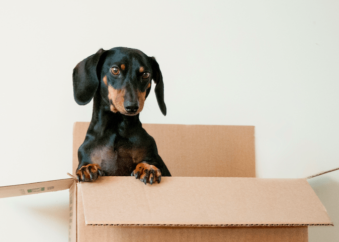Dog in a cardboard storage box